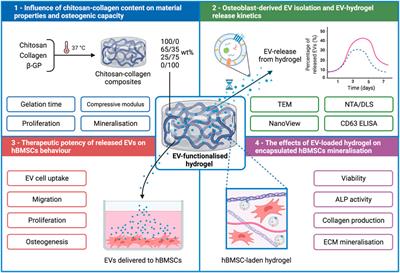 An ECM-Mimetic Hydrogel to Promote the Therapeutic Efficacy of Osteoblast-Derived Extracellular Vesicles for Bone Regeneration